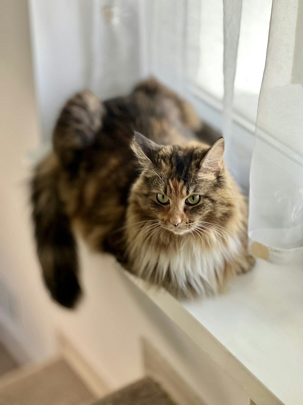 a long haired cat sitting on a window sill