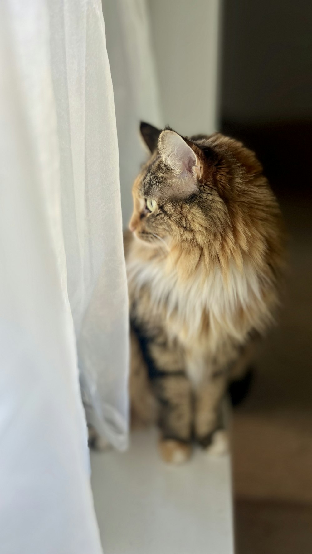 a cat is looking out of a curtain