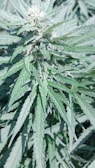 A close-up view of a cannabis plant with vibrant green leaves covered in fine white trichomes. The leaves are pointed and serrated, typical of cannabis foliage, and the head of the plant is dense with buds.