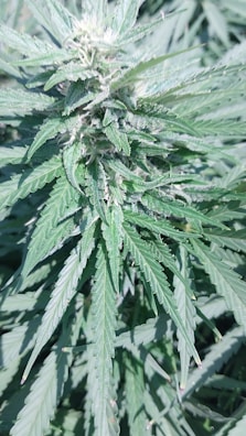A close-up view of a cannabis plant with vibrant green leaves covered in fine white trichomes. The leaves are pointed and serrated, typical of cannabis foliage, and the head of the plant is dense with buds.