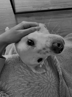 A dog is lying on its back with a person's hand gently petting its head. The dog's eyes are wide open, and its expression appears relaxed and content. The background includes a textured surface and wooden flooring.