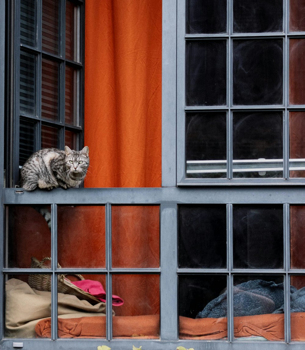 a cat sitting on a window sill looking out