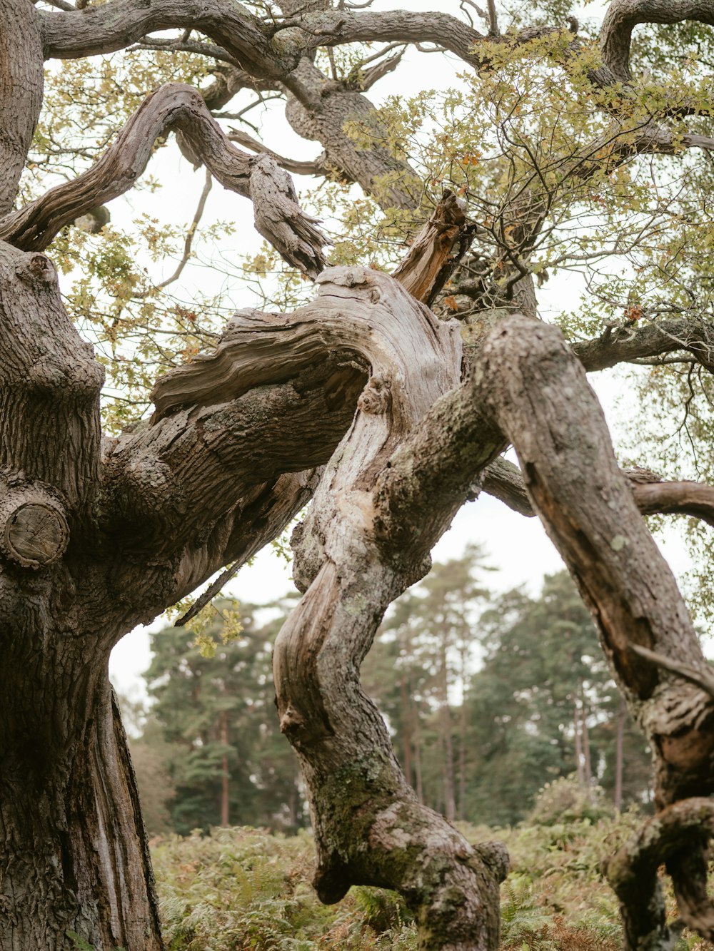 an old tree in the middle of a forest