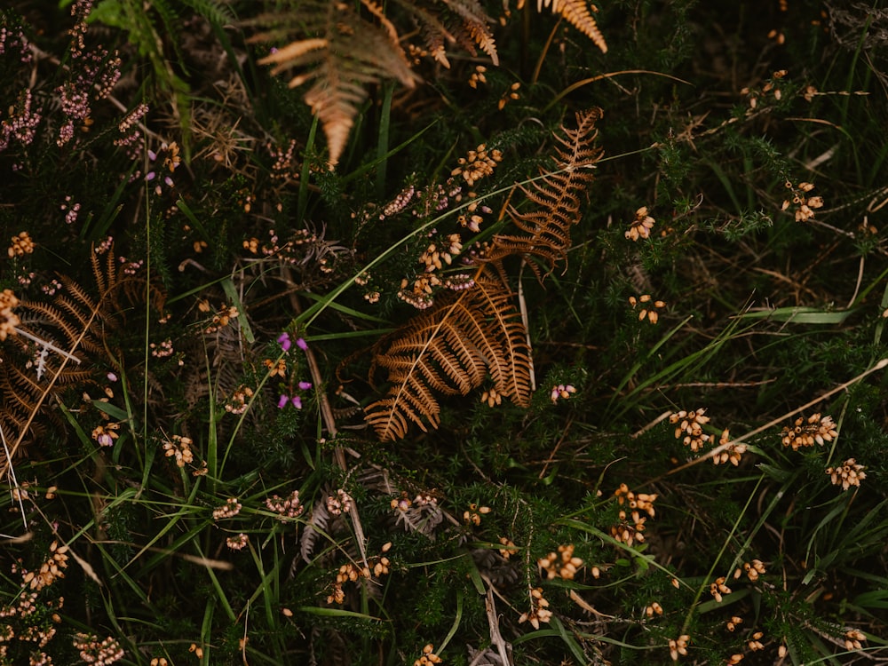 a bunch of plants that are in the grass