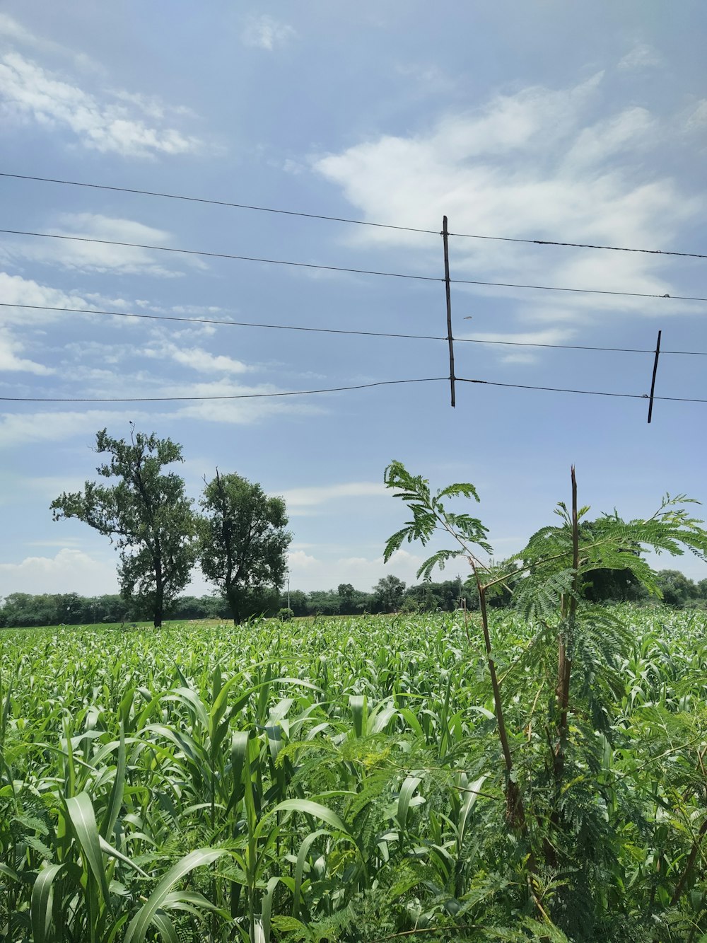 a field of grass with power lines in the background