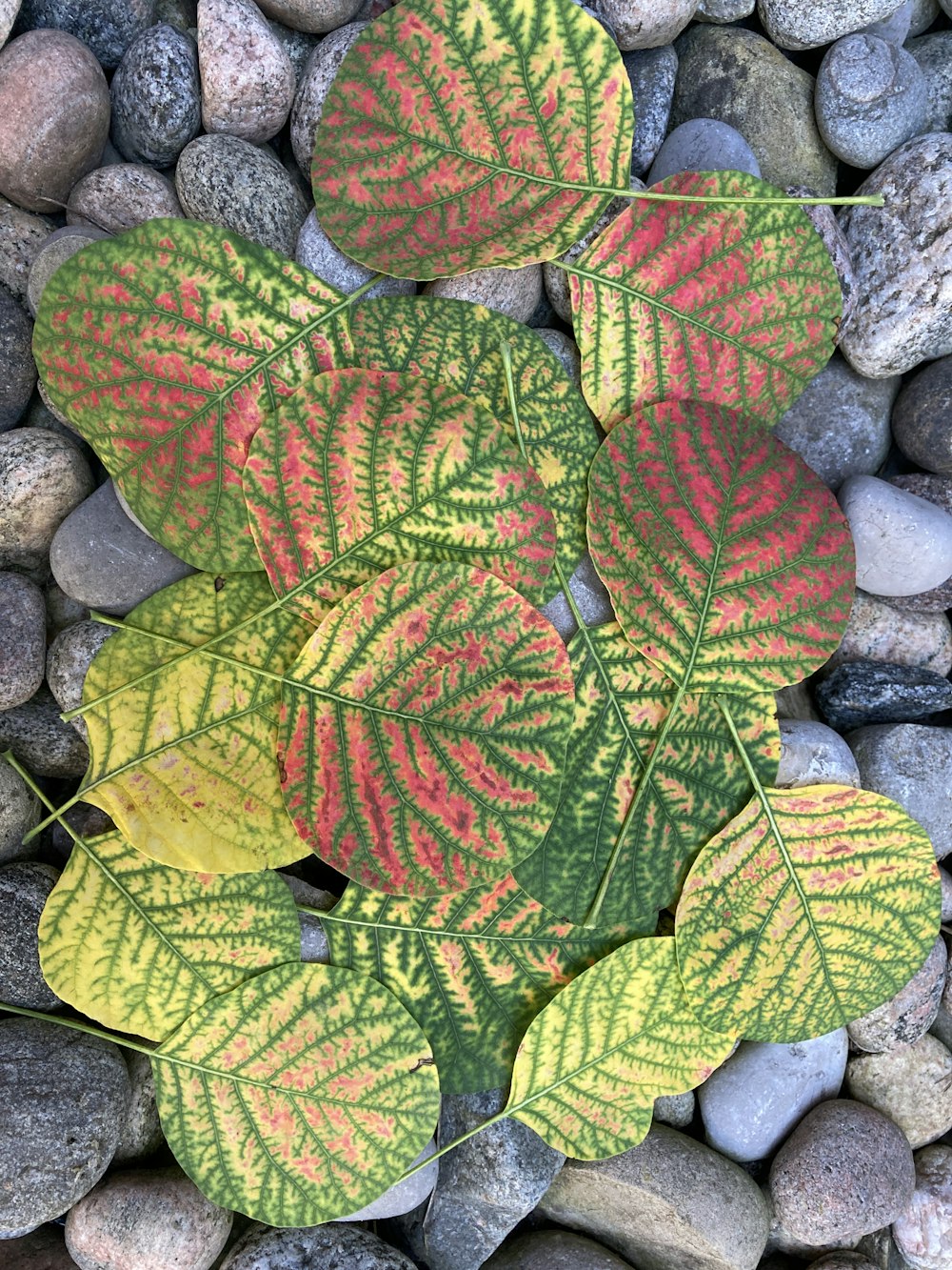 a close up of a plant on a bed of rocks