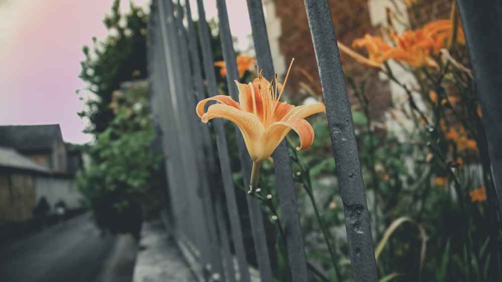 an orange flower is growing through a metal fence