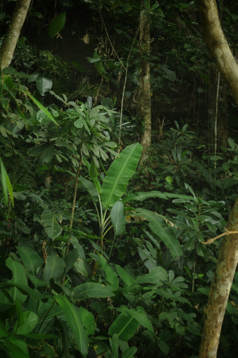 a lush green forest filled with lots of trees