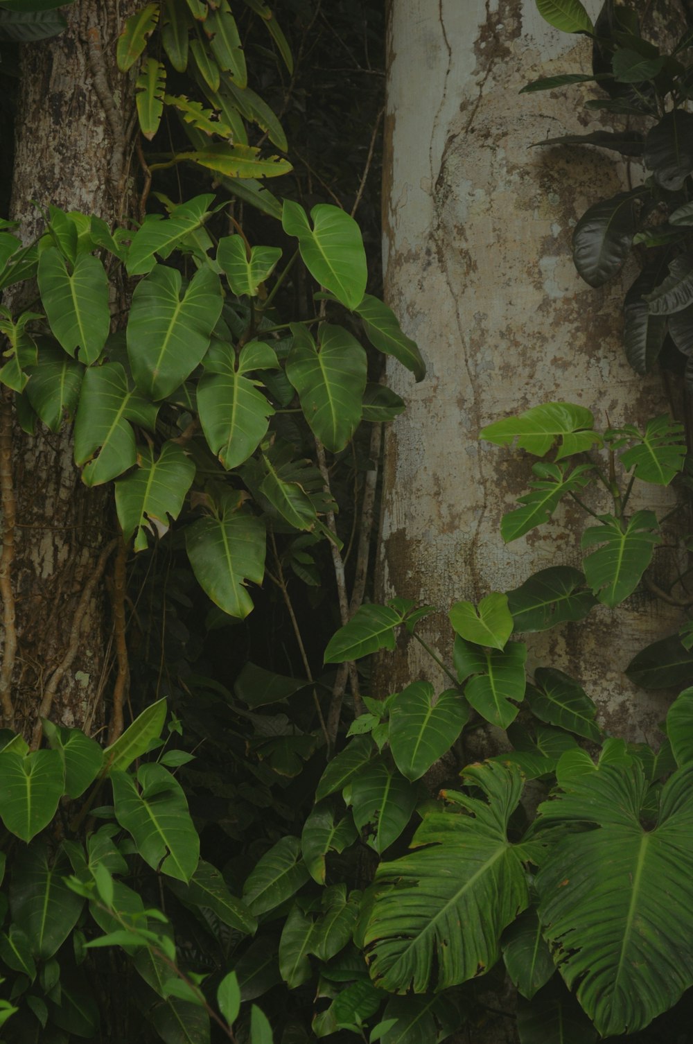 a bird is perched on a tree in the jungle