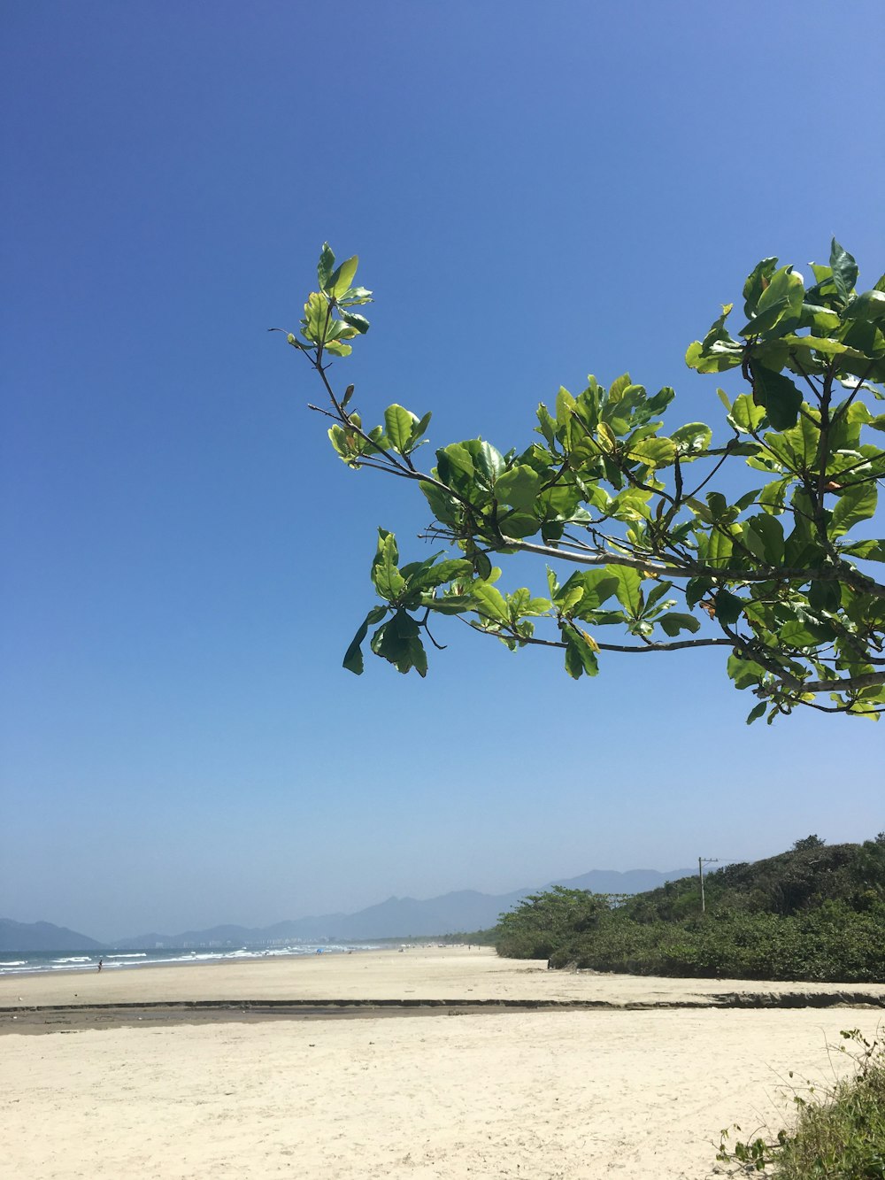 a view of a beach with a tree in the foreground