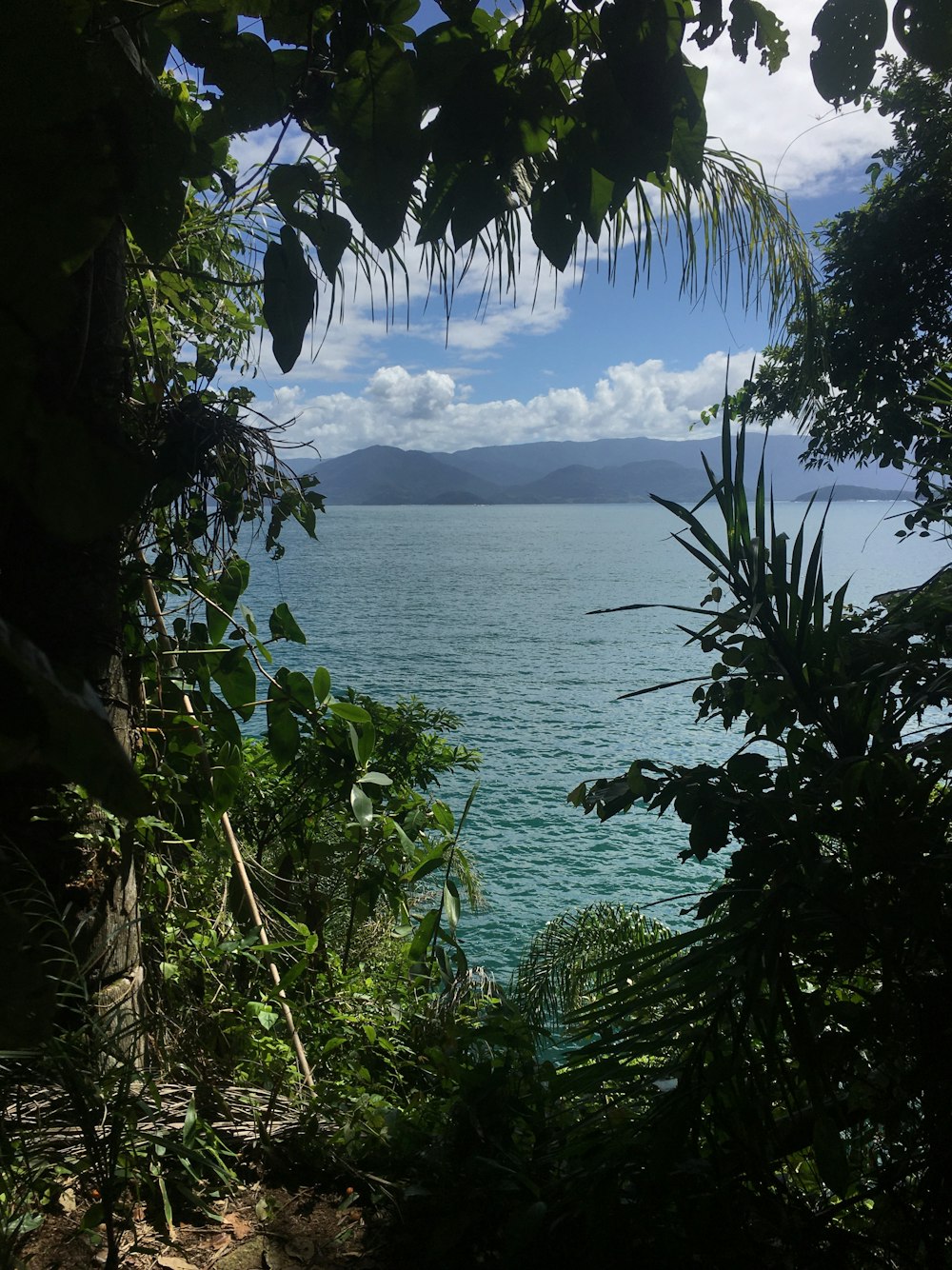 a view of a body of water through some trees