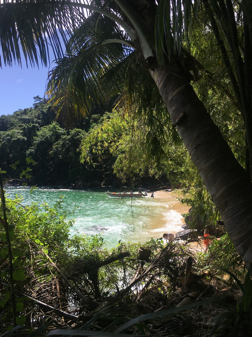 a view of a beach from a jungle setting
