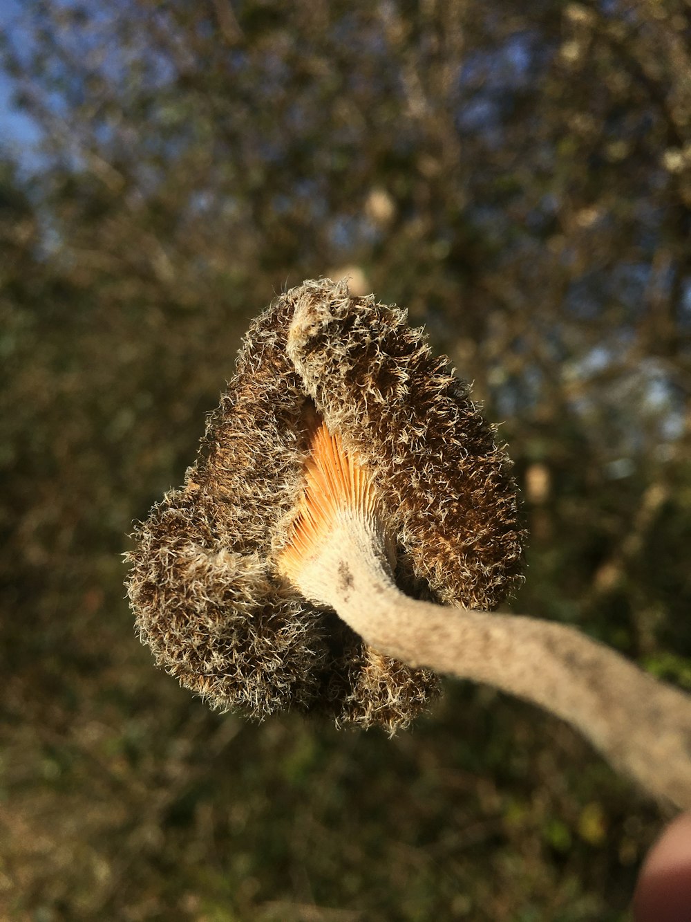 a close up of a mushroom with trees in the background