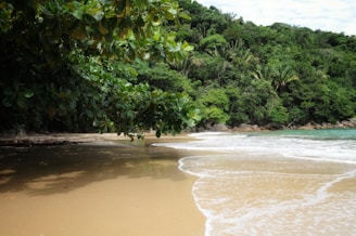 a sandy beach next to a lush green forest