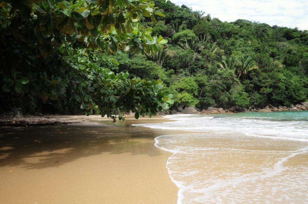 Una playa de arena junto a un frondoso bosque verde