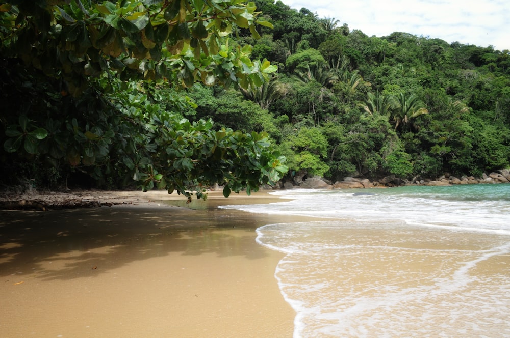 a sandy beach next to a lush green forest