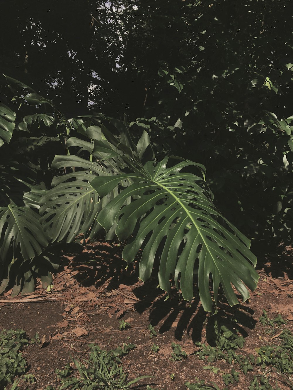 a large leafy plant sitting on top of a dirt field