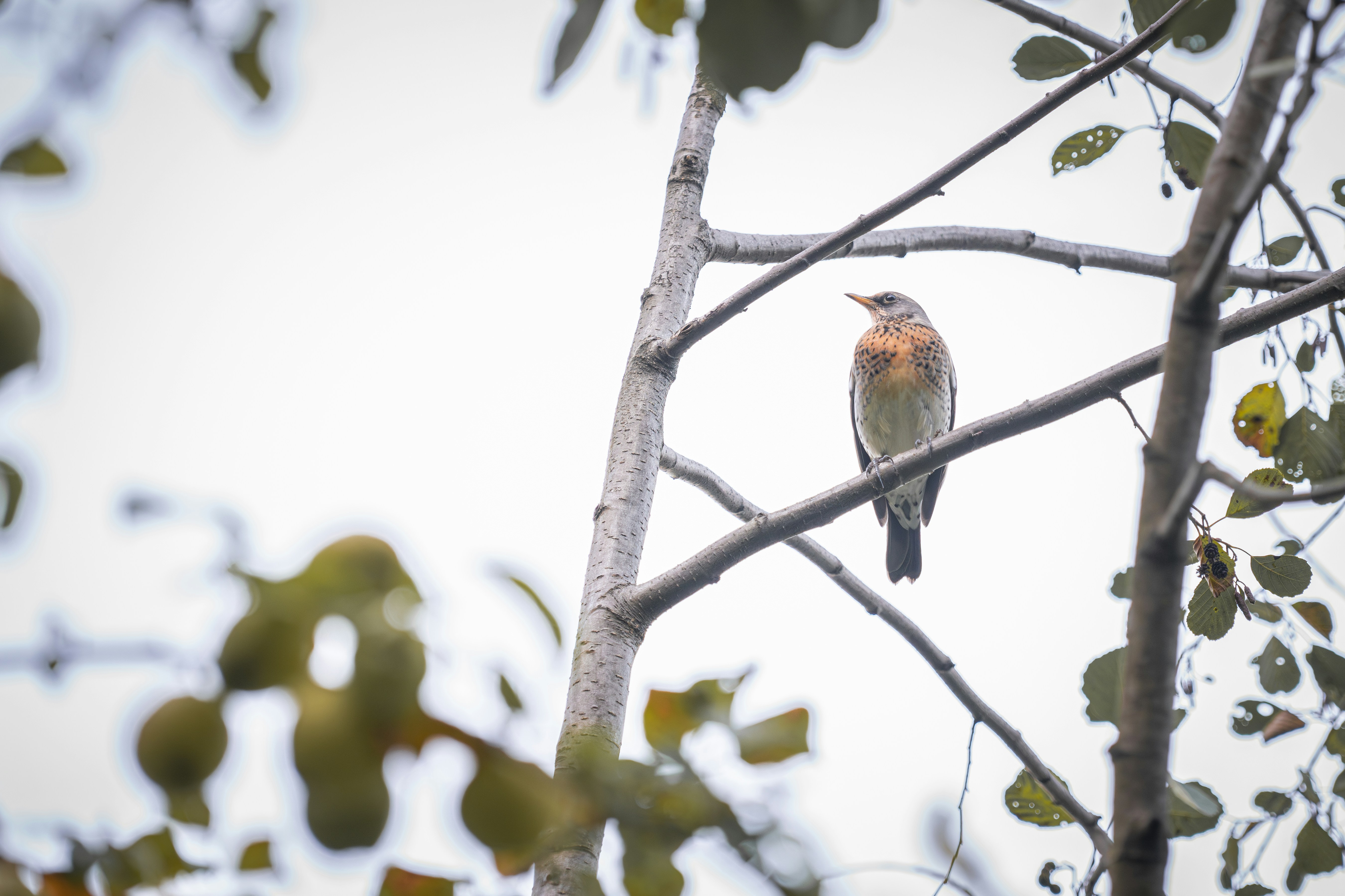 Photo by andreystrizhkov