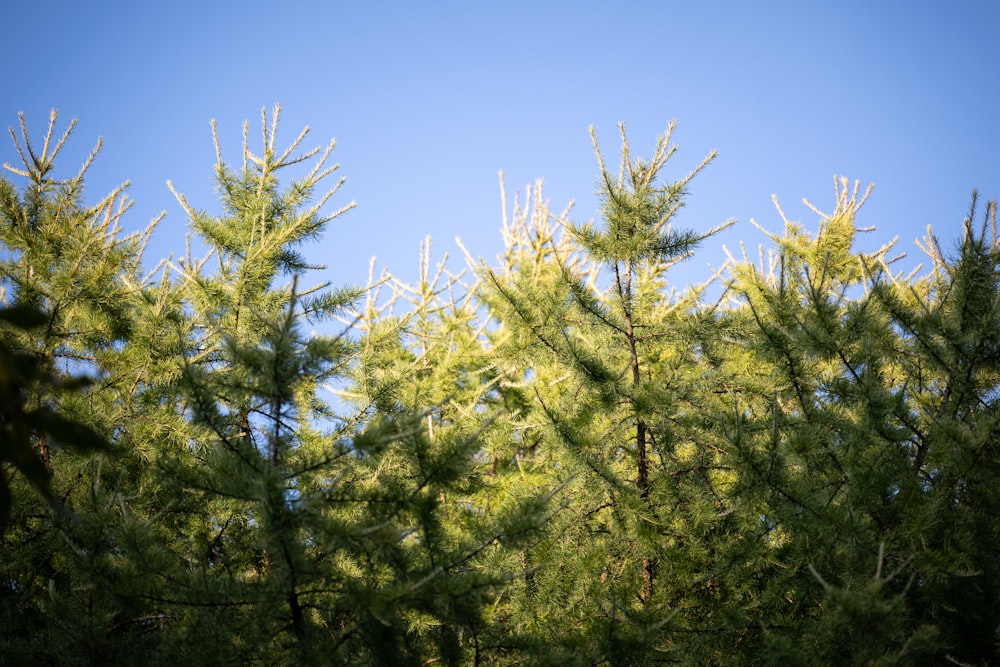 the tops of pine trees against a blue sky