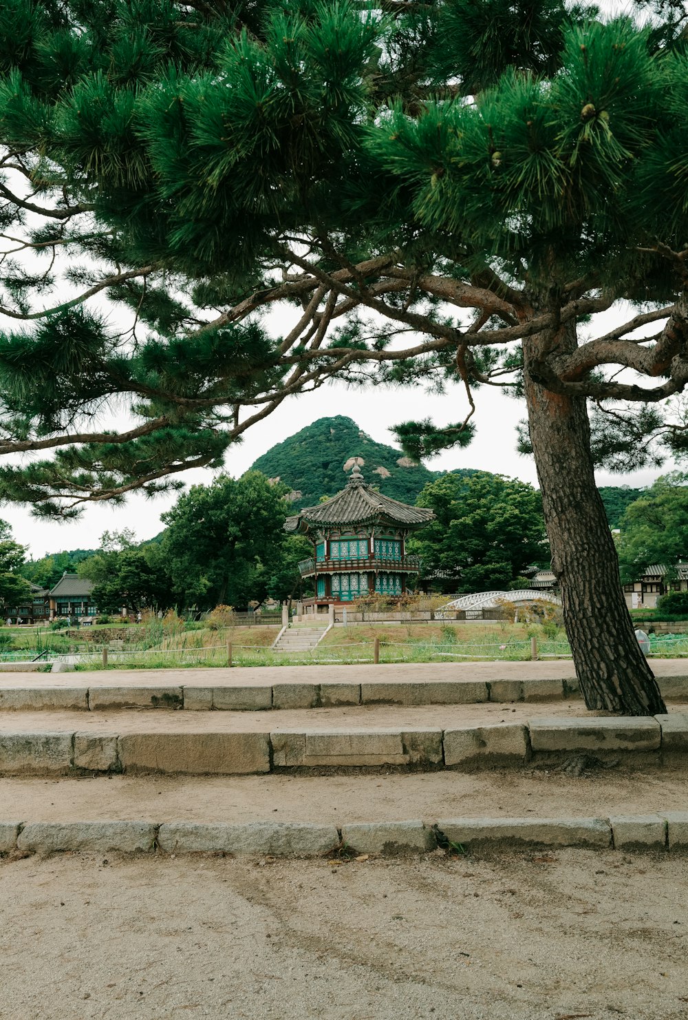 a large pine tree sitting next to a building