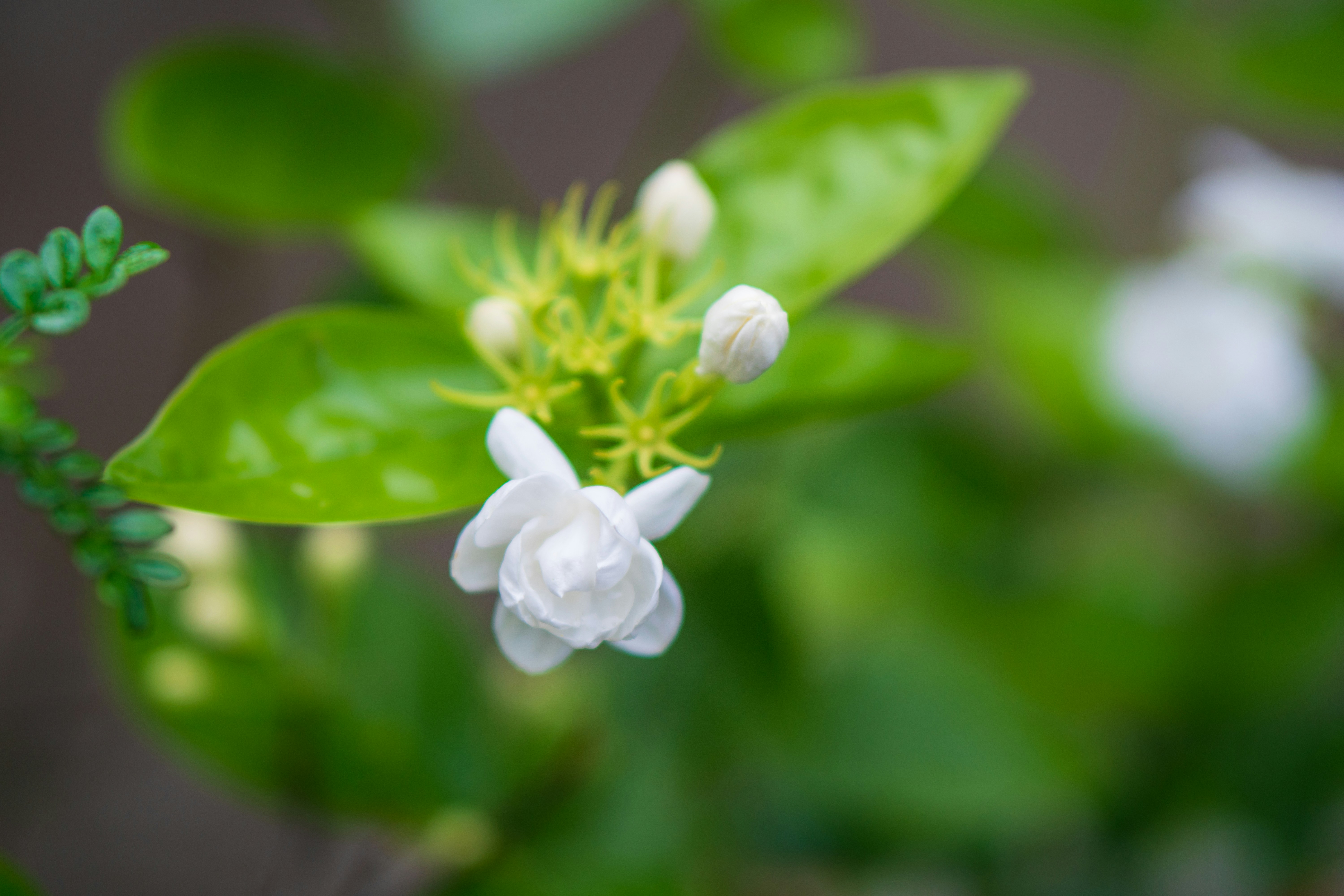 شتلة ياسمين عطرة