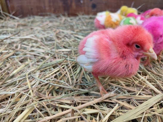 A vibrant farm scene with healthy chicks and attentive farmers.