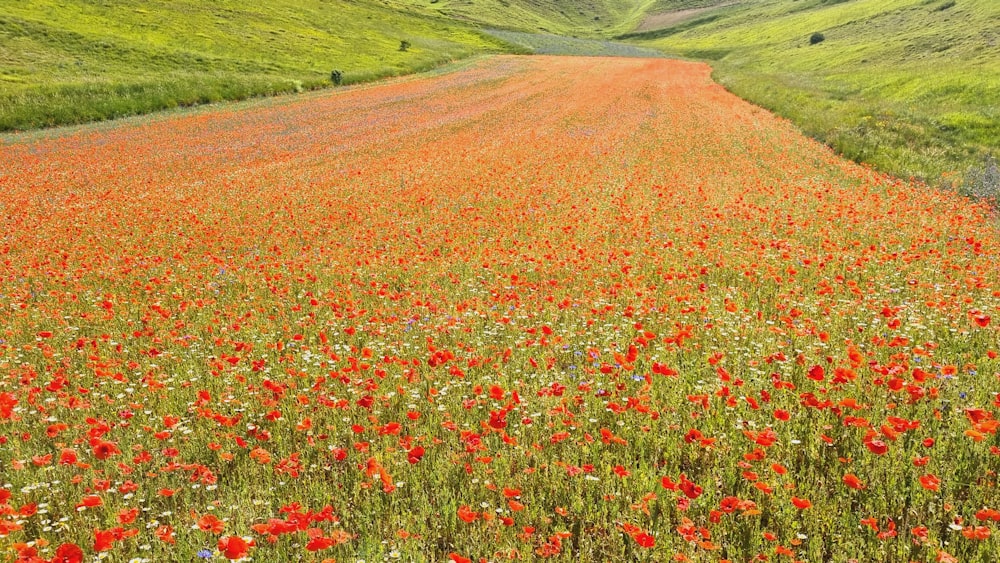 a large field of red flowers in the middle of a green field