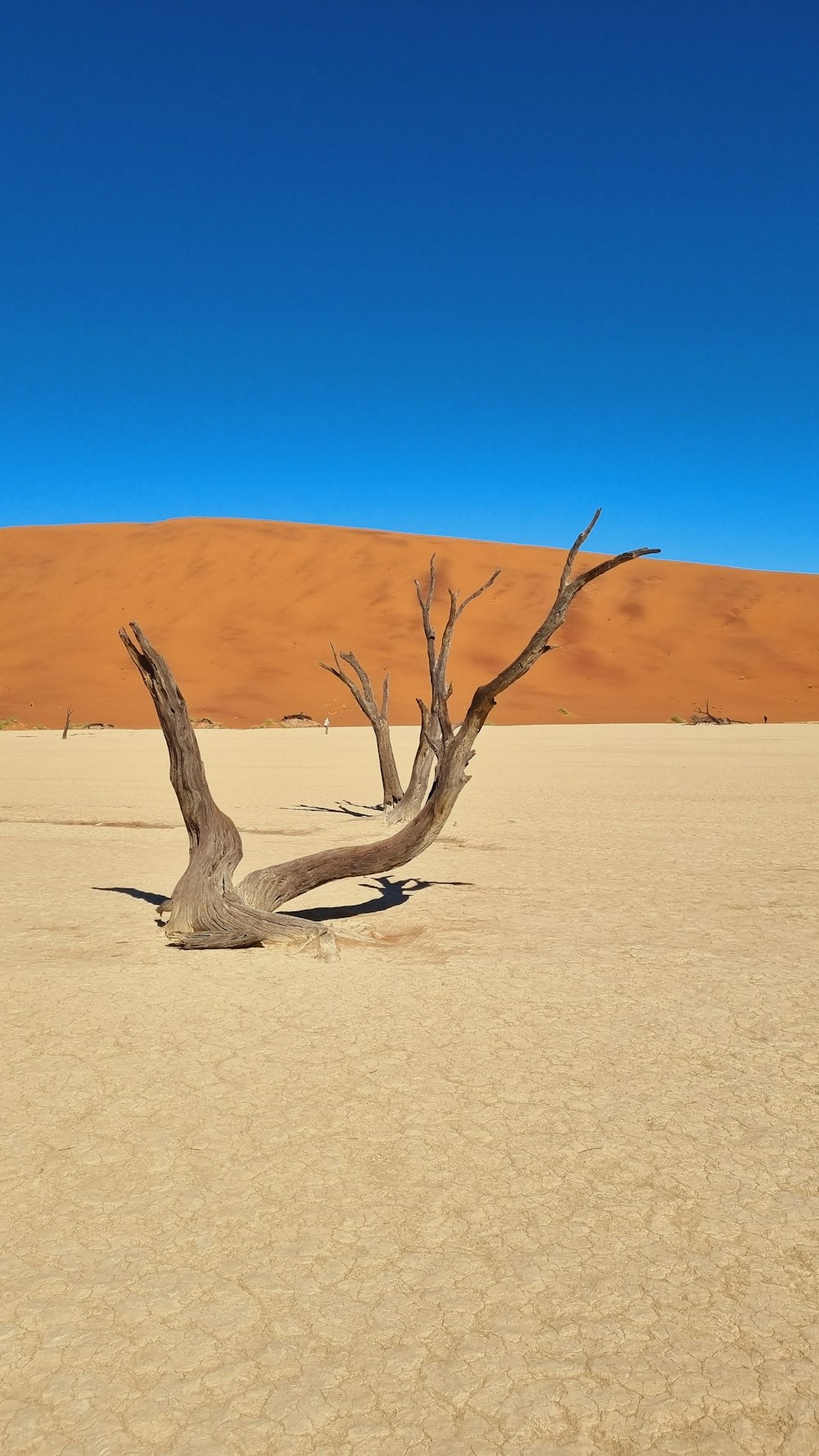 a dead tree in the middle of a desert