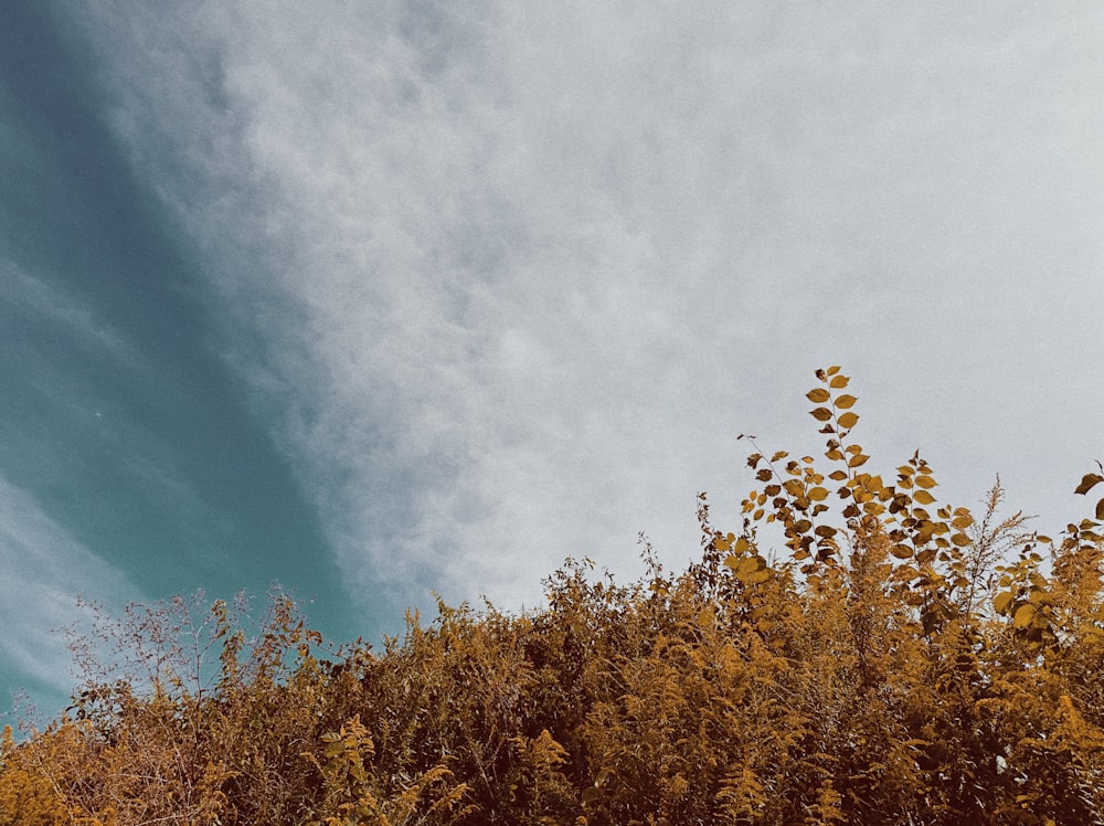 a tree with yellow leaves and a blue sky in the background