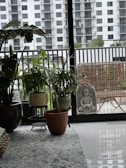 A cozy interior space featuring several potted plants arranged on a patterned rug. In the background, a balcony is visible with a wicker chair and a stone statue of Buddha. The large glass windows offer a view of a building with multiple balconies across the way.