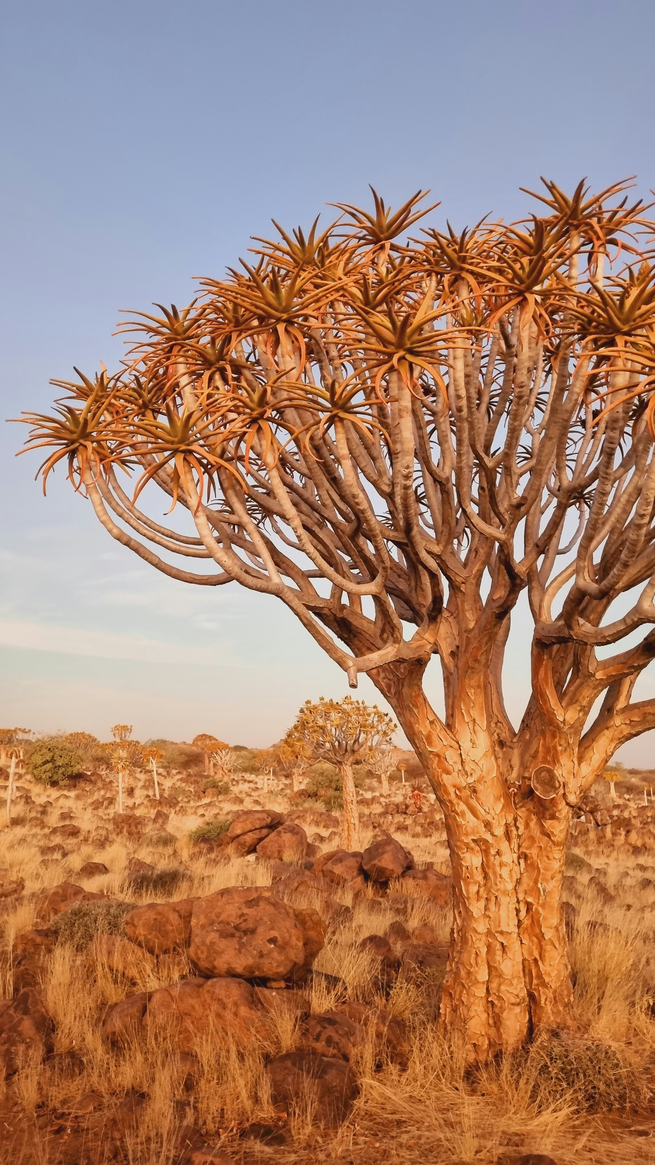 A large tree in the middle of a desert photo – Free Namibia Image on ...