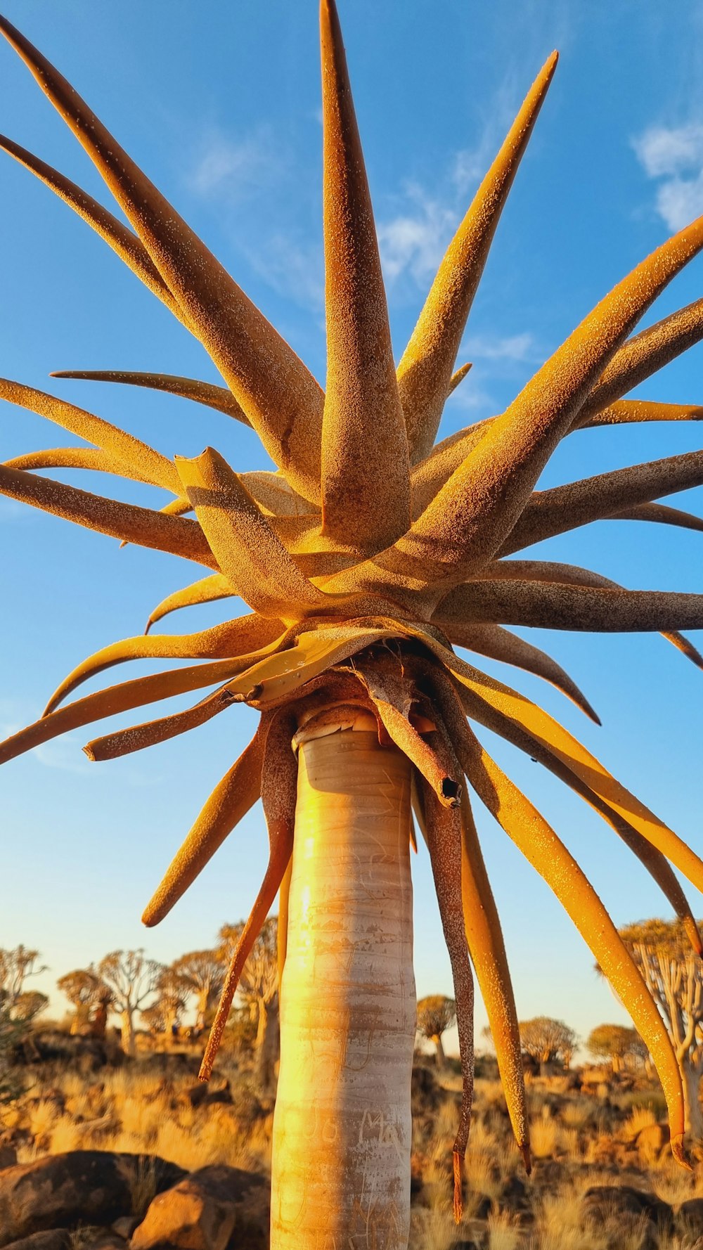 a tall plant with very long leaves in the desert