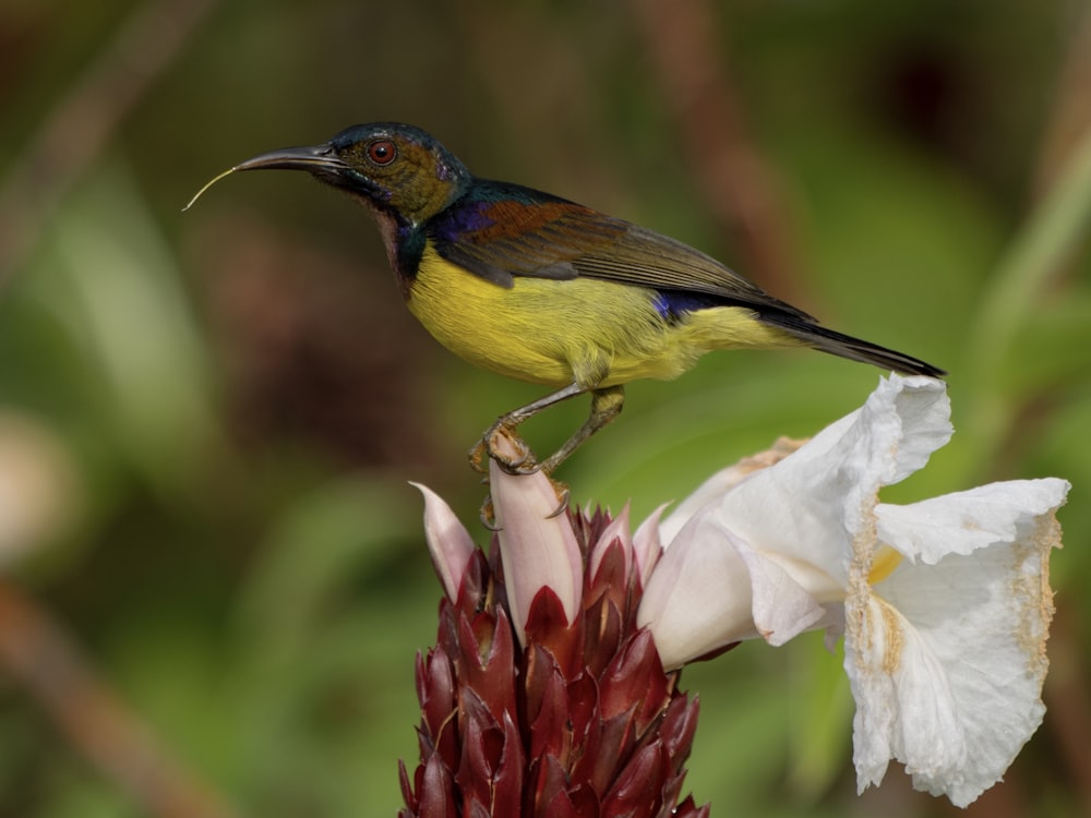 a bird perched on top of a flower