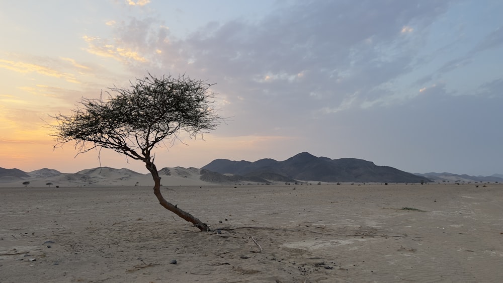 a lone tree in the middle of a desert