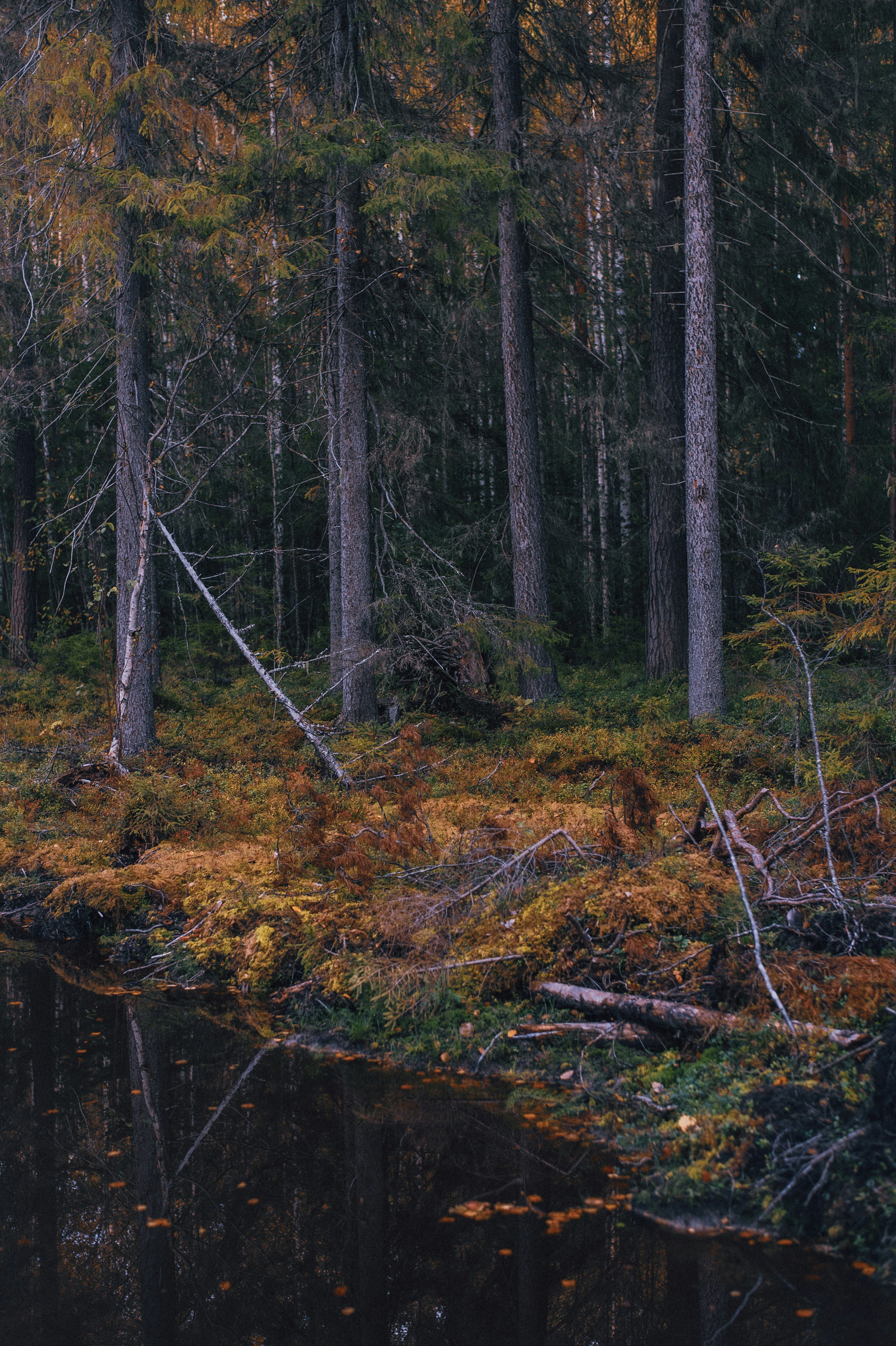 Photo by vonshnauzer