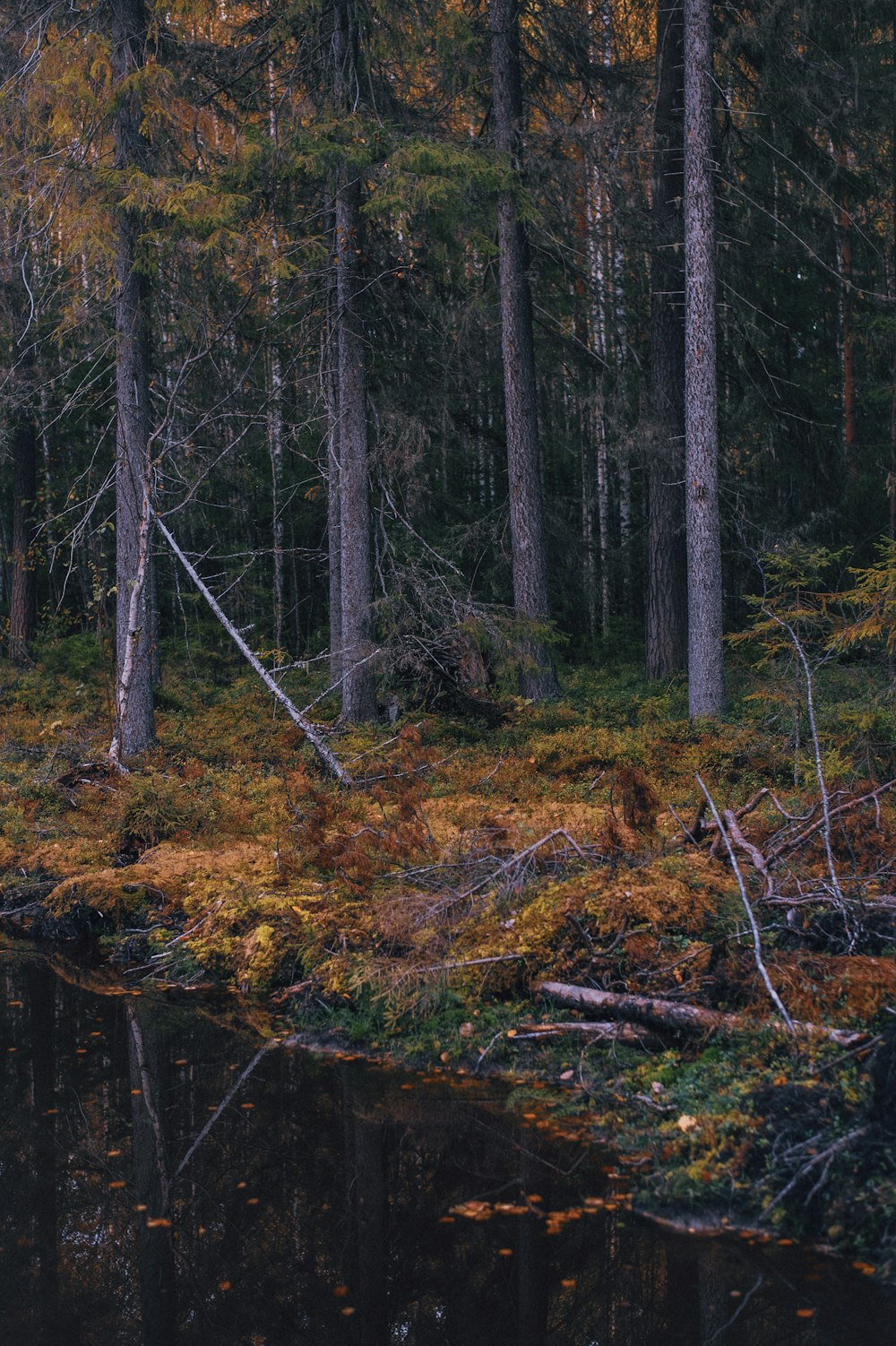 a forest filled with lots of trees next to a body of water