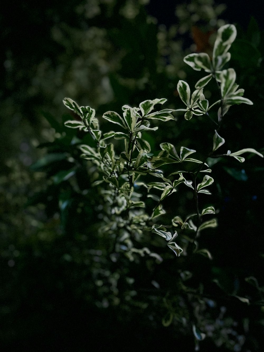 a close up of a plant with green leaves