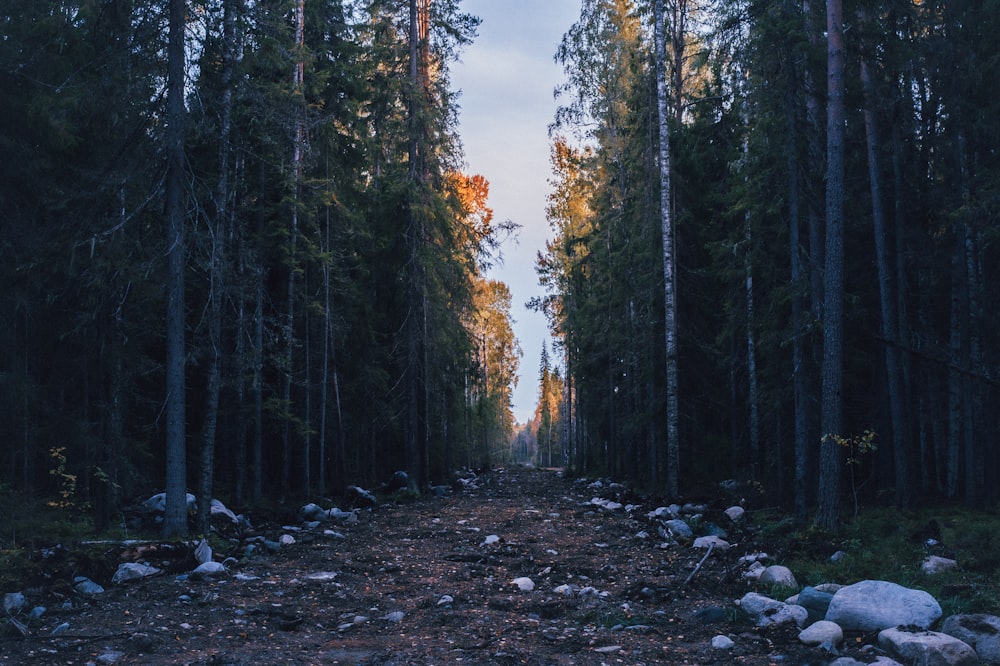 a dirt road in the middle of a forest