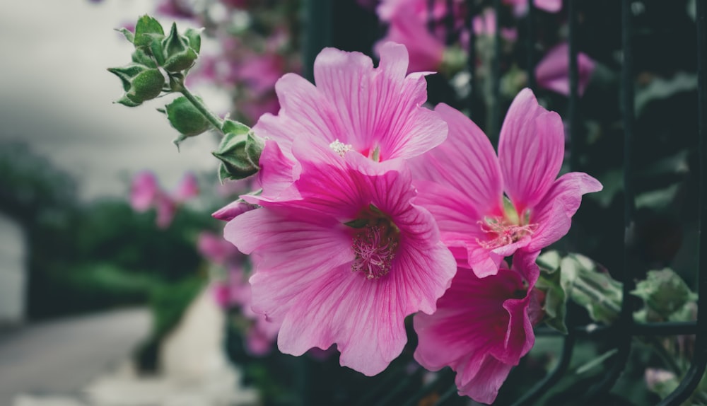 a close up of a pink flower near a fence