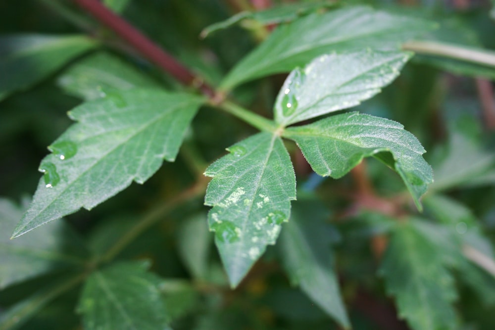 uma folha verde com gotas de água sobre ela