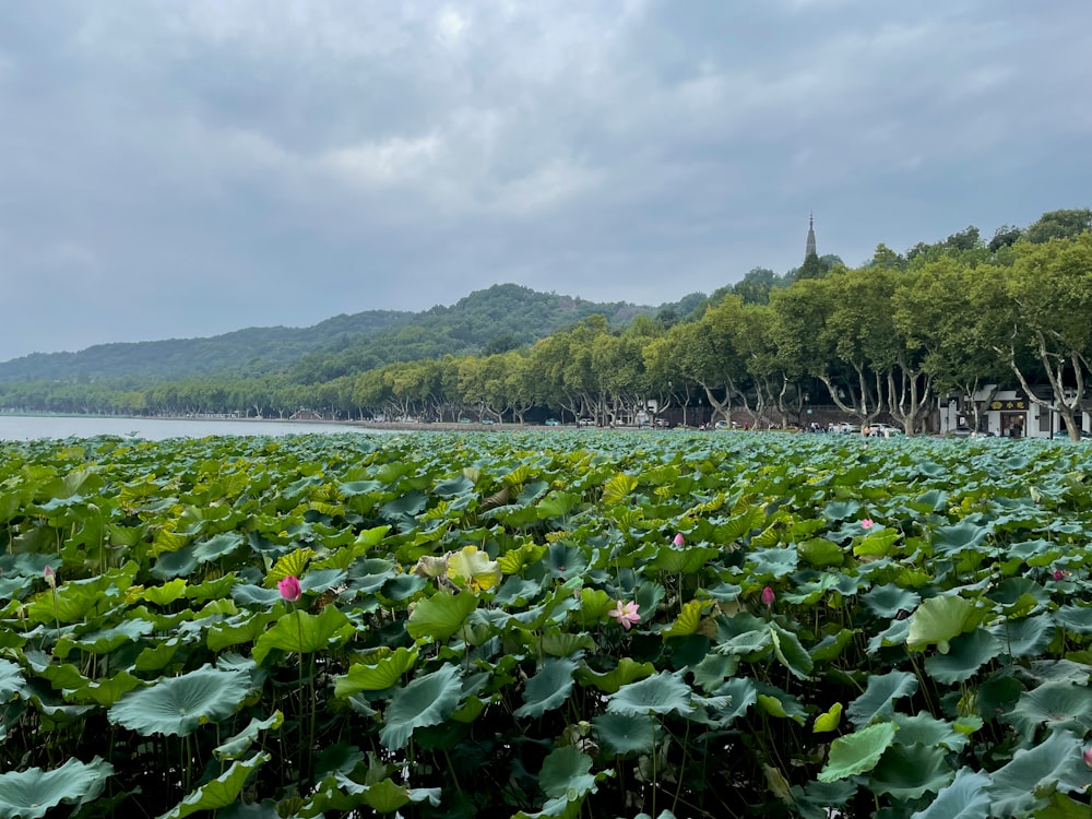 a field of water lilies with a lake in the background