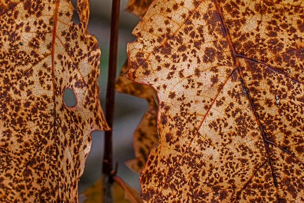 a close up of a leaf with brown spots