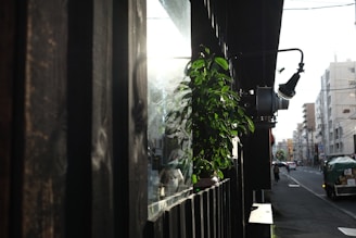 A serene urban street scene bathed in sunlight, highlighting an industrial-style wall lamp and a lush green plant on a wooden window ledge. Modern buildings align the distant street with hints of activity and vehicles.