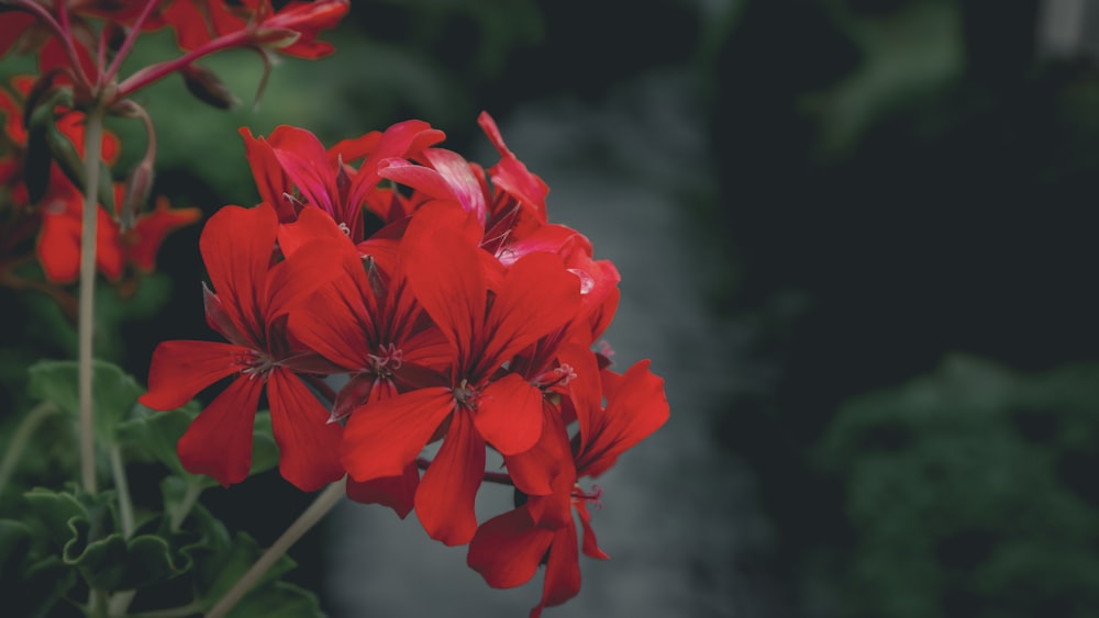 a bunch of red flowers that are blooming