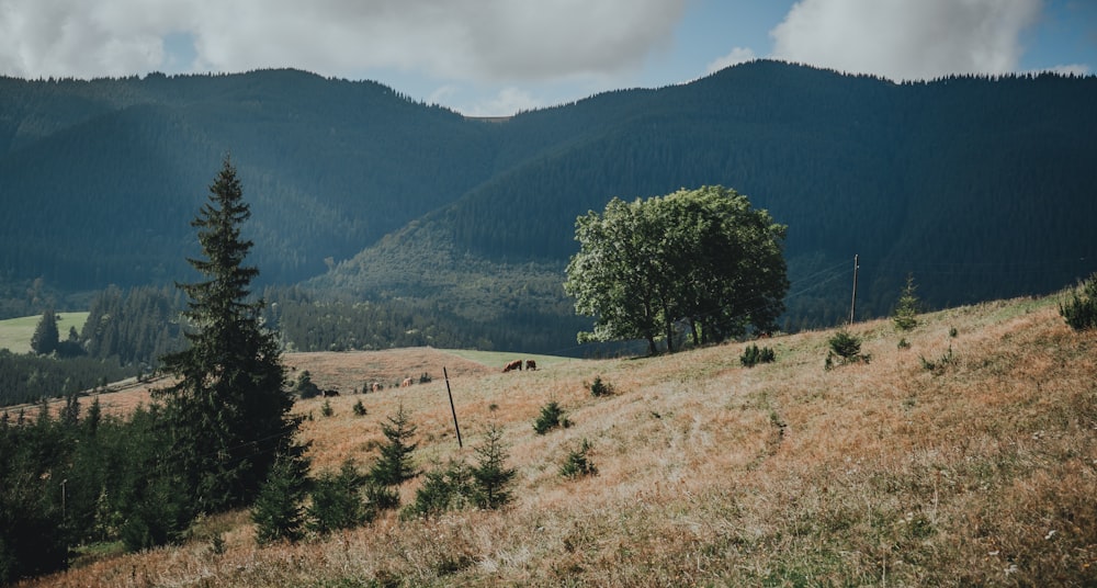 a grassy field with trees and mountains in the background