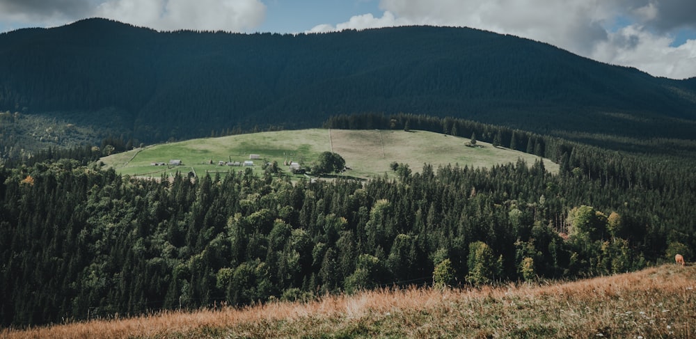 a lush green hillside surrounded by tall pine trees