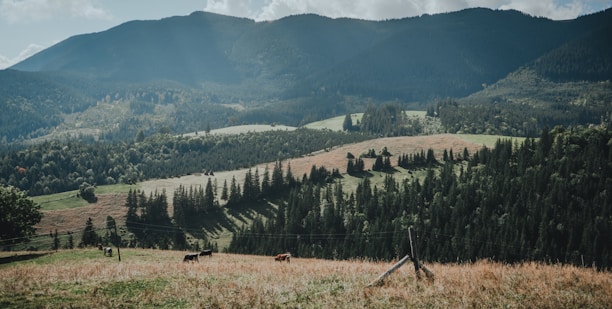 A picturesque ranch landscape with rolling hills and grazing cattle.