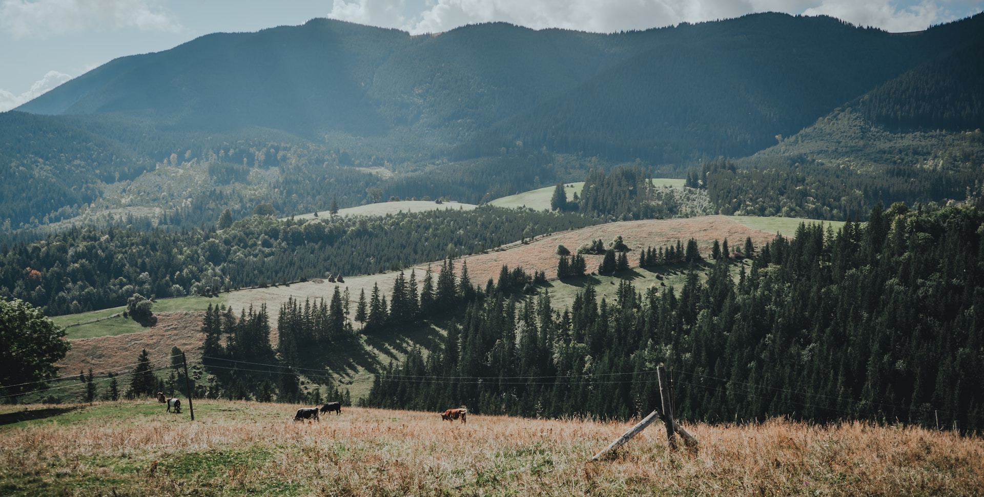 A picturesque view of a cattle farm at sunset, highlighting the rolling hills and grazing Murray Grey cattle.