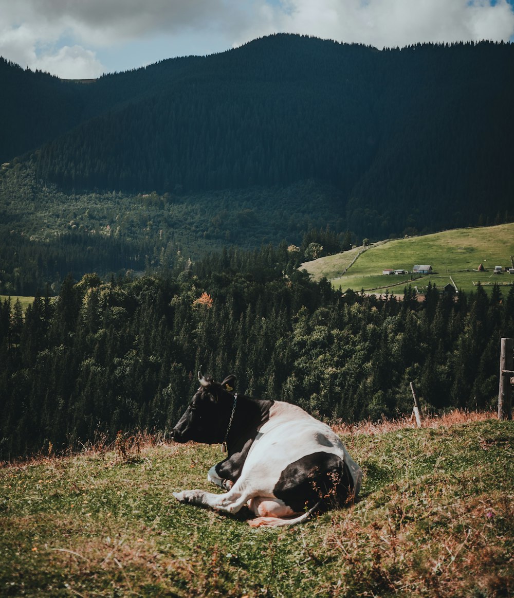 a black and white cow laying on top of a lush green hillside