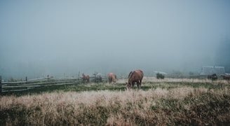 A peaceful scene of horses grazing near traditional stone buildings in Barre des Cévennes.
